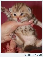 Британские мрамоные котята  из питомника VIVIAN.