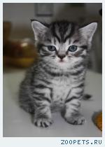 Продаю шотландских котята