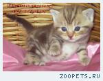 Британские мрамоные котята  из питомника VIVIAN.