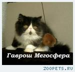 Персидский котик