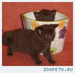 Шоколадные и лиловые британские котята-медвежата