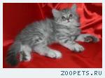Шотландские котята редких окрасов