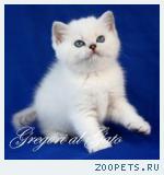 Британские плюшевые Серебристые котята с изумрудными глазами!