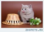 Голубые и лиловые британские котята, кошечки для души и разведен