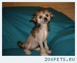 Китайские хохлатые щенки