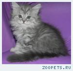Шотландские котята редких окрасов