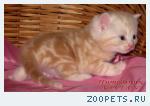 Британские мрамоные котята  из питомника VIVIAN.