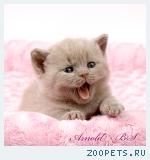 Британские котята от Чемпиона Мира.