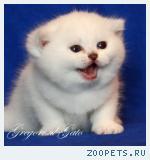 Эксклюзивные Британские шиншиллы, пойнт и мраморные Шоу-класса!