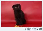 чёрные вислоухие кошечки