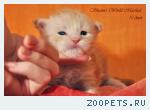 Котята Мейн-кун