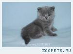 Шотландские короткошерстные страйт котята ГОЛУБОГО окраса.