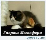 Персидский котик