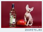 Продажа котят канадского сфинкса