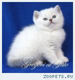 Эксклюзивные Британские шиншиллы, пойнт и мраморные Шоу-класса!