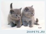 Британские котята