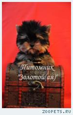 Йоркширский терьер Мини и Стандарт. Щенки Йоркширского терьера