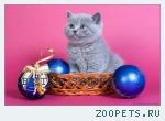 Голубые и лиловые британские котята, кошечки для души и разведен