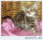 Британские мрамоные котята  из питомника VIVIAN.