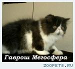 Персидский котик