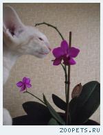 Ориентальные котята