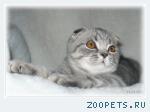 Шотландские вислоухие котята