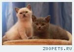 Британские котики