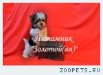 Бивер Йорк Щенки