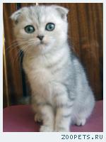 Шотландские вислоухие котята