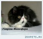 Персидский котик