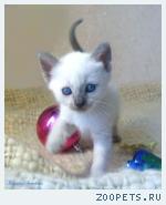 Тайские котята из питомника Санчитос