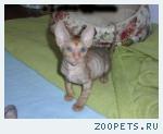 КОРНИШ-РЕКС кудрявые котята