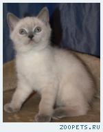 Британские котики