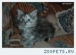 Мейн кун котята.Недорого!