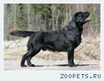 Щенки лабрадора  ретривера