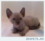 КОРНИШ-РЕКС кудрявые котята