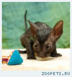 КОРНИШ-РЕКС кудрявые котята