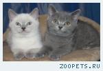 Британские котики
