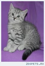 Шотландские котята редких окрасов