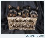 Йоркширский терьер, Померанский Шпиц, Бивер Йорк Щенки Мини и Ст