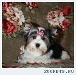 Продается девочка Бивер Йорк мини