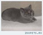 Британские котята