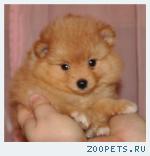 Померанские шпицы