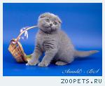Шотландские короткошерстные котята