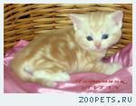 Британские мрамоные котята  из питомника VIVIAN.