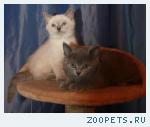 Британские котики