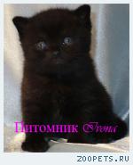 Продается британский котик черного окраса