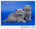 Шотландские короткошерстные котята