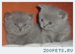 Британские котята