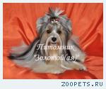 Бивер Йорк Щенки